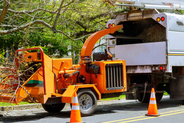 Professional  Tree Services in San Pasqual, CA