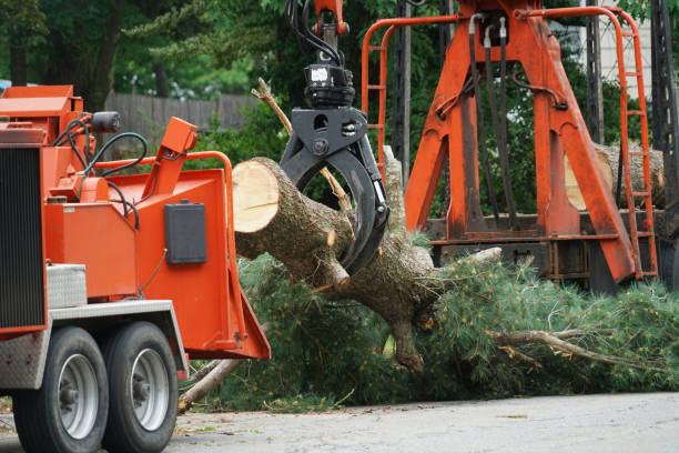 Best Arborist Consultation Services  in San Pasqual, CA